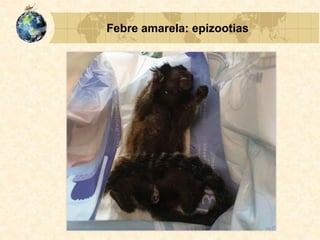 Febre amarela: epizootias
 