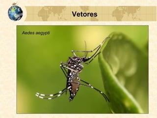 Vetores
Aedes aegypti
 