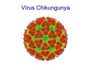 Vírus Chikungunya
 
