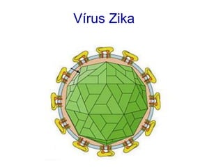 Vírus Zika
 