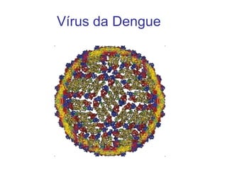 Vírus da Dengue
 