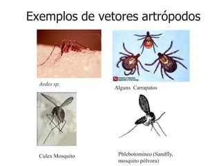 Exemplos de vetores artrópodos
Aedes sp.
Alguns Carrapatos
Phlebotomíneo (Sandfly,
mosquito pólvora)
Culex Mosquito
 