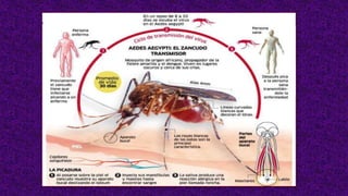 Ciclo de transmisión
 