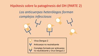Los anticuerpos heterólogos forman
complejos infecciosos
Anticuerpo no neutralizante
Virus Dengue 2
Complejo formado por anticuerpo
no neutralizante y virus Dengue 2
Hipótesis sobre la patogénesis del DH (PARTE 2)
 