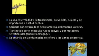 ¿Qué es la fiebre amarilla?
 Es una enfermedad viral transmisible, prevenible, curable y de
importancia en salud pública.
 Causada por el virus de la fiebre amarilla, del género Flavivirus.
 Transmitida por el mosquito Aedes aegypti y por mosquitos
selváticos del género Haemagogus.
 Lo amarillo de la enfermedad se refiere a los signos de ictericia.
 