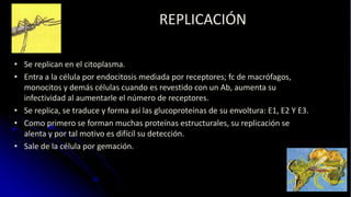 REPLICACIÓN
• Se replican en el citoplasma.
• Entra a la célula por endocitosis mediada por receptores; fc de macrófagos,
monocitos y demás células cuando es revestido con un Ab, aumenta su
infectividad al aumentarle el número de receptores.
• Se replica, se traduce y forma así las glucoproteínas de su envoltura: E1, E2 Y E3.
• Como primero se forman muchas proteínas estructurales, su replicación se
alenta y por tal motivo es difícil su detección.
• Sale de la célula por gemación.
 