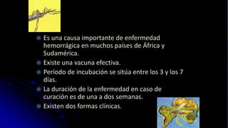 Es una causa importante de enfermedad
hemorrágica en muchos países de África y
Sudamérica.
 Existe una vacuna efectiva.
 Período de incubación se sitúa entre los 3 y los 7
días.
 La duración de la enfermedad en caso de
curación es de una a dos semanas.
 Existen dos formas clínicas.
 