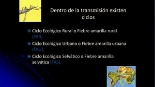 Dentro de la transmisión existen
ciclos
 Ciclo Ecológico Rural o Fiebre amarilla rural
(FAR).
 Ciclo Ecológico Urbano o Fiebre amarilla urbana
(FAU).
 Ciclo Ecológico Selvático o Fiebre amarilla
selvática (FAS).
 