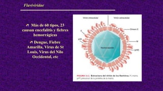 Flaviviridae
Más de 60 tipos, 23
causan encefalitis y fiebres
hemorrágicas
Dengue, Fiebre
Amarilla, Virus de St
Louis, Virus del Nilo
Occidental, etc
 