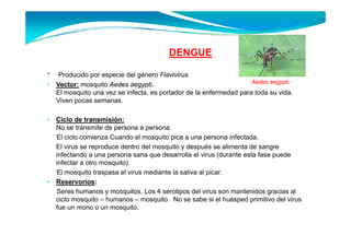 DENGUE

*     Producido por especie del género Flavivirus
• Vector: mosquito Aedes aegypti.                                     Aedes aegypti.
     El mosquito una vez se infecta, es p
            q                      ,    portador de la enfermedad p
                                                                  para toda su vida.
     Viven pocas semanas.

•   Ciclo de transmisión:
    No se transmite de persona a persona.
    El ciclo comienza Cuando el mosquito pica a una persona infectada.
    El virus se reproduce dentro del mosquito y después se alimenta de sangre
    infectando a una persona sana que desarrolla el virus (durante esta fase puede
    infectar a otro mosquito).
    El mosquito traspasa el virus mediante la saliva al picar.
•   Reservorios:
    R          i
    Seres humanos y mosquitos. Los 4 serotipos del virus son mantenidos gracias al
    ciclo mosquito – humanos – mosquito. No se sabe si el huésped primitivo del virus
    fue un mono o un mosquito
                       mosquito.
 