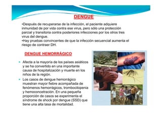 DENGUE
•Después de recuperarse de la infección, el paciente adquiere
inmunidad de por vida contra ese virus, pero sólo una protección
parcial y transitoria contra posteriores i f
     i l        i i                i     infecciones por l otros tres
                                               i         los
virus del dengue.
•Hay pruebas convincentes de que la infección secuencial aumenta el
riesgo d contraer DH
 i       de    t     DH.

 DENGUE HEMORRÁGICO

Afecta a la mayoría de los países asiáticos
y se ha convertido en una importante
causa de hospitalización y muerte en los
niños de la región.
Los casos de dengue hemorrágico
muestran mayor fiebre acompañada d
      t           fi b          ñ d de
fenómenos hemorrágicos, trombocitopenia
y hemoconcetración. En una pequeña
proporción de casos se experimenta el
síndrome de shock por dengue (SSD) que
tiene una alta tasa de mortalidad.
 