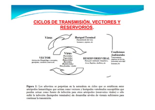 CICLOS DE TRANSMISIÓN. VECTORES Y
           RESERVORIOS.
 