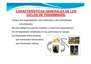 CARACTERÍSTICAS GENERALES DE LOS
         CICLOS DE TRANSMISIÓN.
•Tienen dos hospedadores: uno vertebrado y otro invertebrado
        (el artrópodo).
•No son patógenos para los vectores y si para los hospedadores.
•En el hospedador vertebrado el virus permanece en sangre
                                                   sangre.
•La transmisión entre vectores:
    -por transmisión transovárica;
     por
    -por transmisión vertical.
 