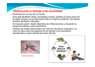 ENCEFALITIS LA CROSSE O DE CALIFORNIA
- Producida por el virus de La Crosse
- Zona alta del Medio Oeste, de Estados Unidos, también en otras zonas de
  la
  l región central y en el este ( b todo en Vi i i occidental, T
        ió         l      l     (sobre d       Virginia    id    l Tennessee,
  Carolina del Norte y Georgia)
- El mosquito vector: Aedes triseriatus (se infecta picando y chupando la
  sangre de ardillas y otros mamíferos)
                             mamíferos).
- Factores de riesgo relacionados con ciclo de vida de los mosquitos ( se
  crían en sitios como los agujeros de los árboles y los neumáticos
  abandonados y pican durante las horas del día)




            Aedes triseriatus
 