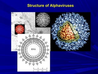 Structure of Alphaviruses
 