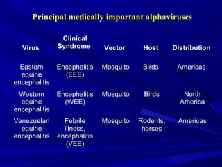 Principal medically important alphaviruses
Virus
Virus
Clinical
Clinical
Syndrome
Syndrome Vector
Vector Host
Host Distribution
Distribution
Eastern
Eastern
equine
equine
encephalitis
encephalitis
Encephalitis
Encephalitis
(EEE)
(EEE)
Mosquito
Mosquito Birds
Birds Americas
Americas
Western
Western
equine
equine
encephalitis
encephalitis
Encephalitis
Encephalitis
(WEE)
(WEE)
Mosquito
Mosquito Birds
Birds North
North
America
America
Venezuelan
Venezuelan
equine
equine
encephalitis
encephalitis
Febrile
Febrile
illness,
illness,
encephalitis
encephalitis
(VEE)
(VEE)
Mosquito
Mosquito Rodents,
Rodents,
horses
horses
Americas
Americas
 