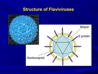 Structure of Flaviviruses
 
