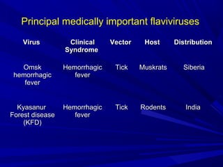 Virus
Virus Clinical
Clinical
Syndrome
Syndrome
Vector
Vector Host
Host Distribution
Distribution
Omsk
Omsk
hemorrhagic
hemorrhagic
fever
fever
Hemorrhagic
Hemorrhagic
fever
fever
Tick
Tick Muskrats
Muskrats Siberia
Siberia
Kyasanur
Kyasanur
Forest disease
Forest disease
(KFD)
(KFD)
Hemorrhagic
Hemorrhagic
fever
fever
Tick
Tick Rodents
Rodents India
India
Principal medically important flaviviruses
 