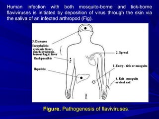 Human infection with both mosquito-borne and tick-borne
flaviviruses is initiated by deposition of virus through the skin via
the saliva of an infected arthropod (Fig).
Figure. Pathogenesis of flaviviruses.
 