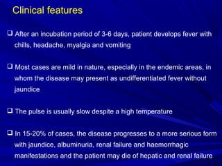 Clinical features
 After an incubation period of 3-6 days, patient develops fever with
chills, headache, myalgia and vomiting
 Most cases are mild in nature, especially in the endemic areas, in
whom the disease may present as undifferentiated fever without
jaundice
 The pulse is usually slow despite a high temperature
 In 15-20% of cases, the disease progresses to a more serious form
with jaundice, albuminuria, renal failure and haemorrhagic
manifestations and the patient may die of hepatic and renal failure
 