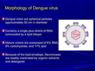 Morphology of Dengue virus
Morphology of Dengue virus
Dengue virion are spherical particles
Dengue virion are spherical particles
approximately 50 nm in diameter
approximately 50 nm in diameter
Contains a single plus strand of RNA.
Contains a single plus strand of RNA.
surrounded by a lipid bilayer
surrounded by a lipid bilayer
Mature virions are composed of 6% RNA,
Mature virions are composed of 6% RNA,
9% carbohydrate, and 17% lipid
9% carbohydrate, and 17% lipid
Because of the lipid envelope, flavviviruses
Because of the lipid envelope, flavviviruses
are readily inactivated by organic solvents
are readily inactivated by organic solvents
and detergents
and detergents
 