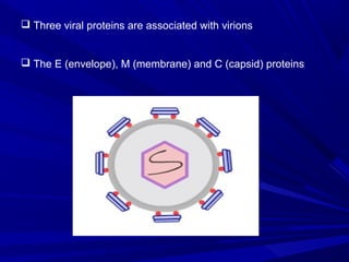  Three viral proteins are associated with virions
 The E (envelope), M (membrane) and C (capsid) proteins
 