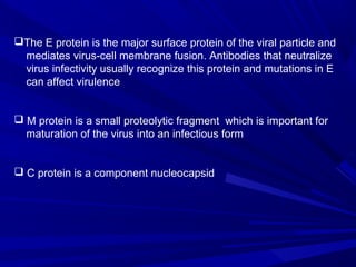 The E protein is the major surface protein of the viral particle and
mediates virus-cell membrane fusion. Antibodies that neutralize
virus infectivity usually recognize this protein and mutations in E
can affect virulence
 M protein is a small proteolytic fragment which is important for
maturation of the virus into an infectious form
 C protein is a component nucleocapsid
 