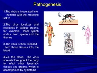 1.The virus is inoculated into
humans with the mosquito
saliva
2.The virus localizes and
replicates in various organs,
for example, local lymph
nodes, liver, spleen and the
thymus
3.The virus is then released
from these tissues into the
blood
4.Via the blood, the virus
spreads throughout the body
to infect other lymphatic
tissues and organs, which is
accompanied by symptoms
Pathogenesis
 