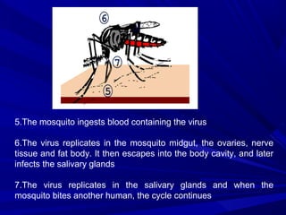 5.The mosquito ingests blood containing the virus
6.The virus replicates in the mosquito midgut, the ovaries, nerve
tissue and fat body. It then escapes into the body cavity, and later
infects the salivary glands
7.The virus replicates in the salivary glands and when the
mosquito bites another human, the cycle continues
 