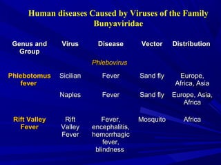 Human diseases Caused by Viruses of the Family
Bunyaviridae
Genus and
Genus and
Group
Group
Virus
Virus Disease
Disease Vector
Vector Distribution
Distribution
Phlebovirus
Phlebovirus
Phlebotomus
Phlebotomus
fever
fever
Sicilian
Sicilian Fever
Fever Sand fly
Sand fly Europe,
Europe,
Africa, Asia
Africa, Asia
Naples
Naples Fever
Fever Sand fly
Sand fly Europe, Asia,
Europe, Asia,
Africa
Africa
Rift Valley
Rift Valley
Fever
Fever
Rift
Rift
Valley
Valley
Fever
Fever
Fever,
Fever,
encephalitis,
encephalitis,
hemorrhagic
hemorrhagic
fever,
fever,
blindness
blindness
Mosquito
Mosquito Africa
Africa
 