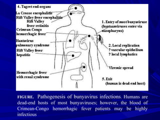 FIGURE. Pathogenesis of bunyavirus infections. Humans are
dead-end hosts of most bunyaviruses; however, the blood of
Crimean-Congo hemorrhagic fever patients may be highly
infectious
 