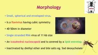 Morphology
• Small, spherical and enveloped virus.
• Is a flavivirus having cubic symmetry
• 40-50nm in diameter
• Single stranded RNA virus of 11 kb size
• An icosahedral nucleocapsid and is covered by a lipid enevelop.
• Inactivated by diethyl ether and bile salts eg. Sod deoxycholate
 