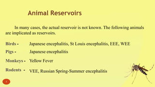 Animal Reservoirs
In many cases, the actual reservoir is not known. The following animals
are implicated as reservoirs.
Birds -
Pigs -
Monkeys -
Rodents -
Japanese encephalitis, St Louis encephalitis, EEE, WEE
Japanese encephalitis
Yellow Fever
VEE, Russian Spring-Summer encephalitis
5
 