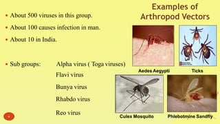  About 500 viruses in this group.
 About 100 causes infection in man.
 About 10 in India.
 Sub groups: Alpha virus ( Toga viruses)
Flavi virus
Bunya virus
Rhabdo virus
Reo virus6
Examples of
Arthropod Vectors
Aedes Aegypti Ticks
Culex Mosquito Phlebotmine Sandfly
 