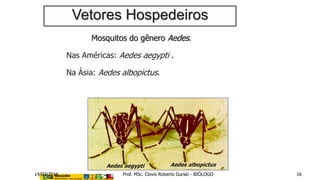 Mosquitos do gênero Aedes.
Nas Américas: Aedes aegypti .
Na Ásia: Aedes albopictus.
Aedes aegypti Aedes albopictus
Vetores Hospedeiros
14/03/2016 Prof. MSc. Clovis Roberto Gurski - BIÓLOGO 16
 