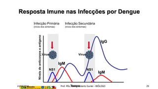 Resposta Imune nas Infecções por Dengue
Níveisdeanticorposeantígeno
IgM
IgM
IgG
Infecção Primária
(início dos sintomas)
Infecção Secundária
(início dos sintomas)
Vírus Vírus
NS1NS1
Tempo14/03/2016 Prof. MSc. Clovis Roberto Gurski - BIÓLOGO 29
 