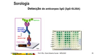 Placa
Fluido
hiperimune
Antígeno Dengue
Soro
paciente IgG
Anticorpo
Secundário
Anti-IgG
Substrato
Detecção de anticorpos IgG (IgG-ELISA)
Sorologia
14/03/2016 Prof. MSc. Clovis Roberto Gurski - BIÓLOGO 35
 