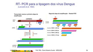 Segunda etapa de amplificação – Nested PCR
Amplicon DENV-1 (482 bp)
D1
5’ 3’
TS1TS4TS3TS2
511 pb
produto
Amplicon DENV-4 (392 bp)
Amplicon DENV-3 (290 bp)
Amplicon DENV-2 (119 bp)
Transcrição reversa e primeira etapa de
amplificação
cDNA
produto
511 pb
5’
CAPSIDEO prM
5’3’
D2
DENV
RNA
1 hora/ 42ºC
3’ 5’
5’ 3’
D1
5’
3’
3’
5’
35 ciclos
30sec/ 94ºC
1 min / 55ºC
2 min / 72ºC
3’
RT- PCR para a tipagem dos vírus Dengue
(Lanciotti et al, 1992)
14/03/2016 Prof. MSc. Clovis Roberto Gurski - BIÓLOGO 36
 