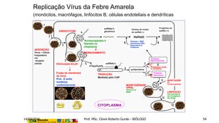 ADSORÇÃO
Vírus – Célula
hospedeira
via
receptor
celular
CITOPLASMA
MONTAGEM
do
nucleocapsídeo
Diminuição do pH
Fusão da membrana
do vírus
Prot. E sofre
mudança
conformacional
Nucleocapsídeo é
liberado no
citoplasma
DESNUDAMENTO
ssRNA(+)
genômico
ssRNA(+)
TRADUÇÃO
Mediada pelo CAP
CITOPLASMA
poliproteína
Proteínas
Não-estruturais
Proteínas
Estruturais
Proteases virais
e celulares
Helicase + RNA
polimerase RNA-
dependente &
Cofatores
Progênies de
ssRNA (+)
Síntese de molde
de ssRNA (-)ENDOCITOSE
MORFOGÊNESE
VIRAL
Ocorre no
RER LIBERAÇÃO
Via secretora
do Complexo
de Golgi
Replicação Vírus da Febre Amarela
(monócitos, macrófagos, linfócitos B, células endoteliais e dendríticas
14/03/2016 Prof. MSc. Clovis Roberto Gurski - BIÓLOGO 54
 