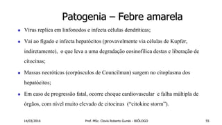 Patogenia – Febre amarela
 Vírus replica em linfonodos e infecta células dendríticas;
 Vai ao fígado e infecta hepatócitos (provavelmente via células de Kupfer,
indiretamente), o que leva a uma degradação eosinofílica destas e liberação de
citocinas;
 Massas necróticas (corpúsculos de Councilman) surgem no citoplasma dos
hepatócitos;
 Em caso de progressão fatal, ocorre choque cardiovascular e falha múltipla de
órgãos, com nível muito elevado de citocinas (“citokine storm”).
14/03/2016 Prof. MSc. Clovis Roberto Gurski - BIÓLOGO 55
 
