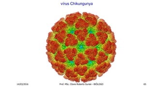 vírus Chikungunya
14/03/2016 Prof. MSc. Clovis Roberto Gurski - BIÓLOGO 65
 
