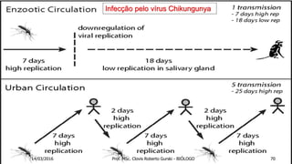 Infecção pelo vírus Chikungunya
14/03/2016 Prof. MSc. Clovis Roberto Gurski - BIÓLOGO 70
 