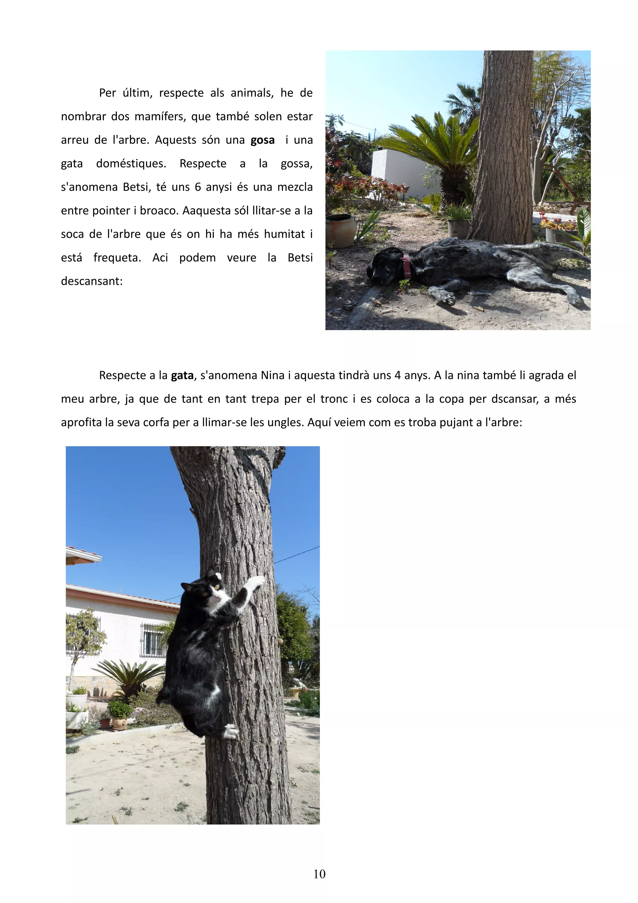 Per últim, respecte als animals, he de
nombrar dos mamífers, que també solen estar
arreu de l'arbre. Aquests són una gosa i una
gata   doméstiques.    Respecte     a   la   gossa,
s'anomena Betsi, té uns 6 anysi és una mezcla
entre pointer i broaco. Aaquesta sól llitar-se a la
soca de l'arbre que és on hi ha més humitat i
está frequeta. Aci podem veure la Betsi
descansant:




       Respecte a la gata, s'anomena Nina i aquesta tindrà uns 4 anys. A la nina també li agrada el
meu arbre, ja que de tant en tant trepa per el tronc i es coloca a la copa per dscansar, a més
aprofita la seva corfa per a llimar-se les ungles. Aquí veiem com es troba pujant a l'arbre:




                                                  10
 