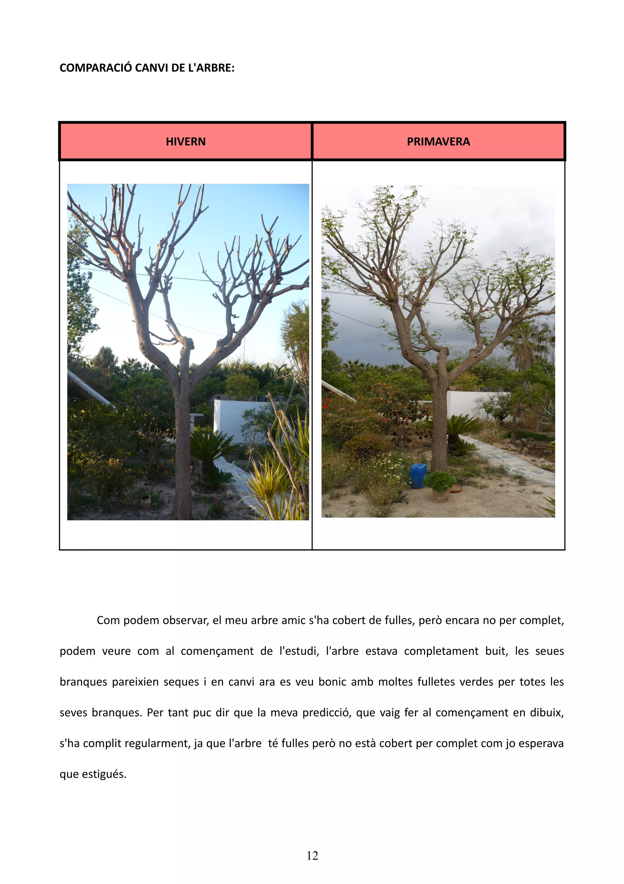 COMPARACIÓ CANVI DE L'ARBRE:




                    HIVERN                                         PRIMAVERA




       Com podem observar, el meu arbre amic s'ha cobert de fulles, però encara no per complet,

podem veure com al començament de l'estudi, l'arbre estava completament buit, les seues

branques pareixien seques i en canvi ara es veu bonic amb moltes fulletes verdes per totes les

seves branques. Per tant puc dir que la meva predicció, que vaig fer al començament en dibuix,

s'ha complit regularment, ja que l'arbre té fulles però no està cobert per complet com jo esperava

que estigués.




                                               12
 