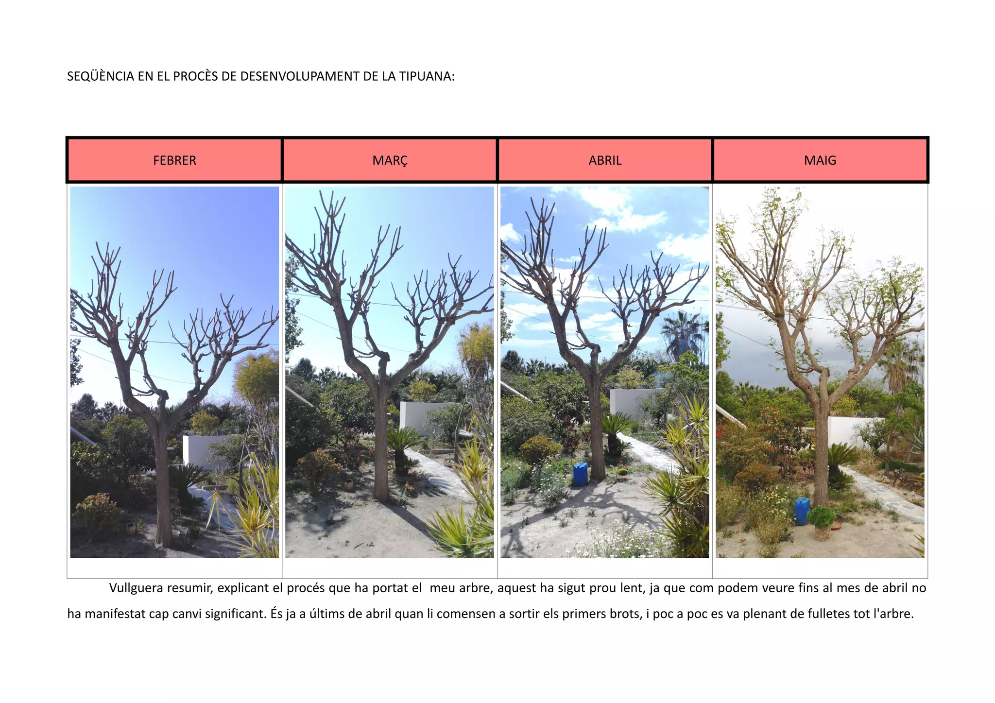 SEQÜÈNCIA EN EL PROCÈS DE DESENVOLUPAMENT DE LA TIPUANA:




               FEBRER                                   MARÇ                                    ABRIL                                  MAIG




       Vullguera resumir, explicant el procés que ha portat el meu arbre, aquest ha sigut prou lent, ja que com podem veure fins al mes de abril no
ha manifestat cap canvi significant. És ja a últims de abril quan li comensen a sortir els primers brots, i poc a poc es va plenant de fulletes tot l'arbre.
 