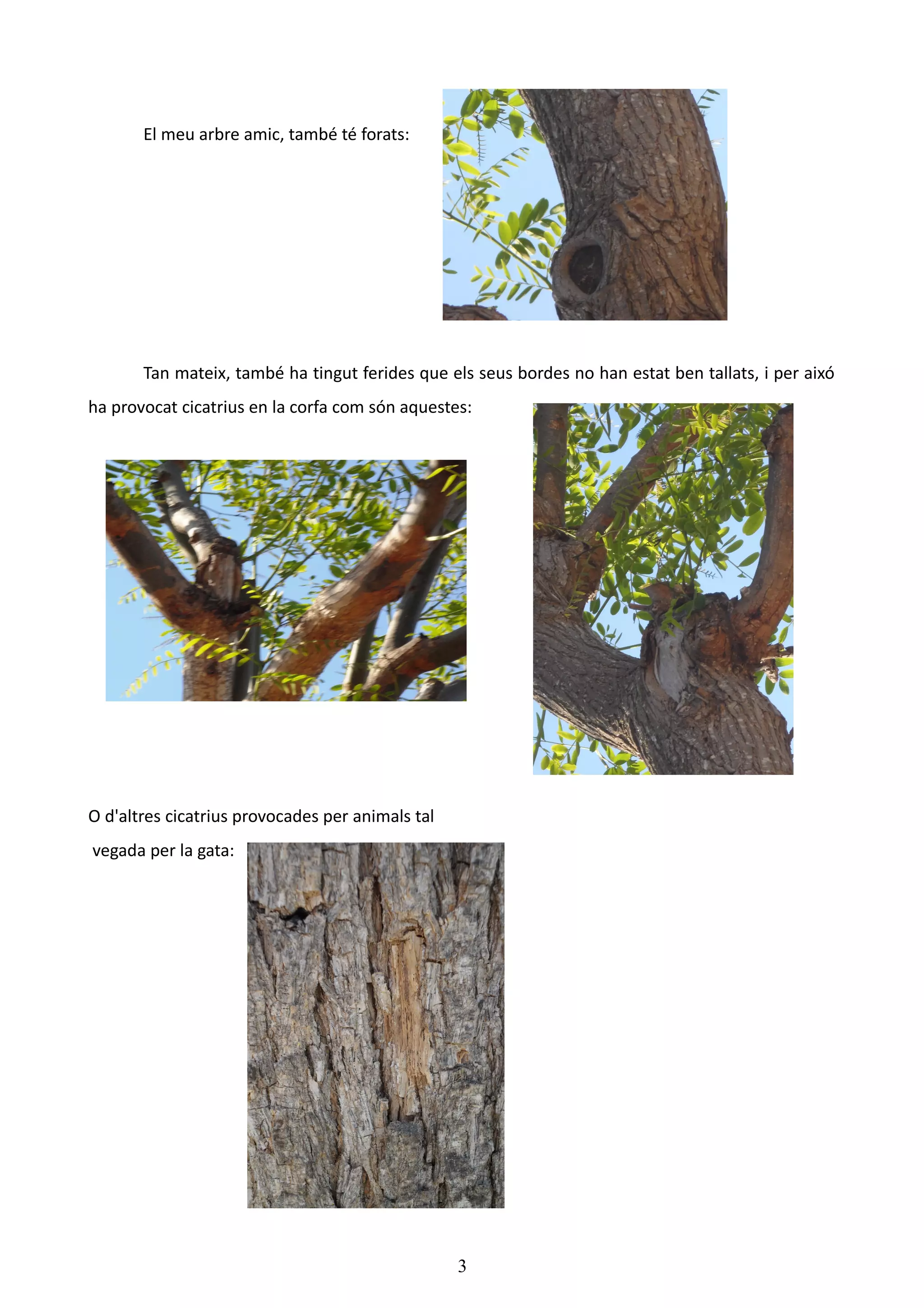 El meu arbre amic, també té forats:




       Tan mateix, també ha tingut ferides que els seus bordes no han estat ben tallats, i per aixó
ha provocat cicatrius en la corfa com són aquestes:




O d'altres cicatrius provocades per animals tal
vegada per la gata:




                                                  3
 