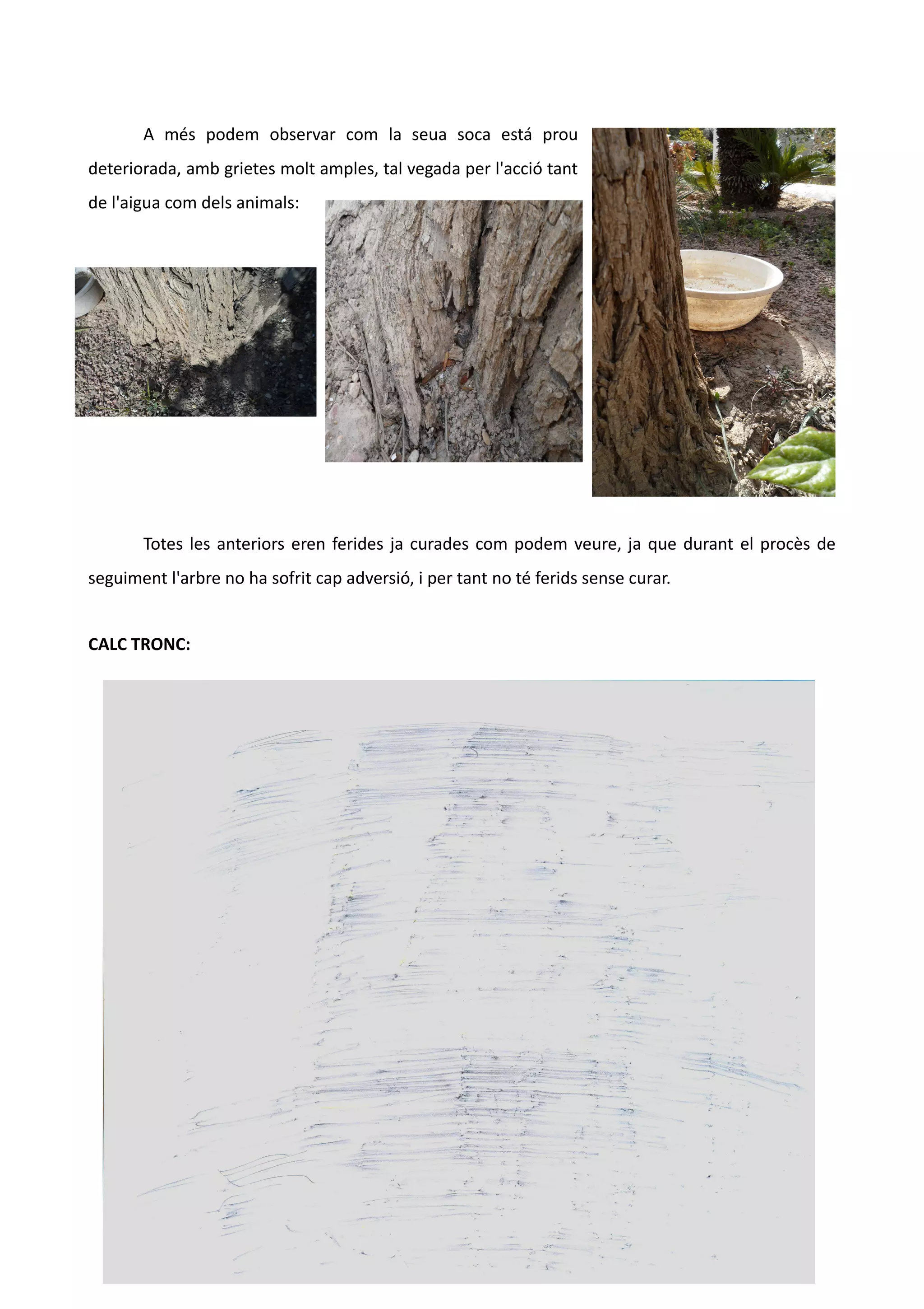 A més podem observar com la seua soca está prou
deteriorada, amb grietes molt amples, tal vegada per l'acció tant
de l'aigua com dels animals:




       Totes les anteriors eren ferides ja curades com podem veure, ja que durant el procès de
seguiment l'arbre no ha sofrit cap adversió, i per tant no té ferids sense curar.


CALC TRONC:




                                                   4
 