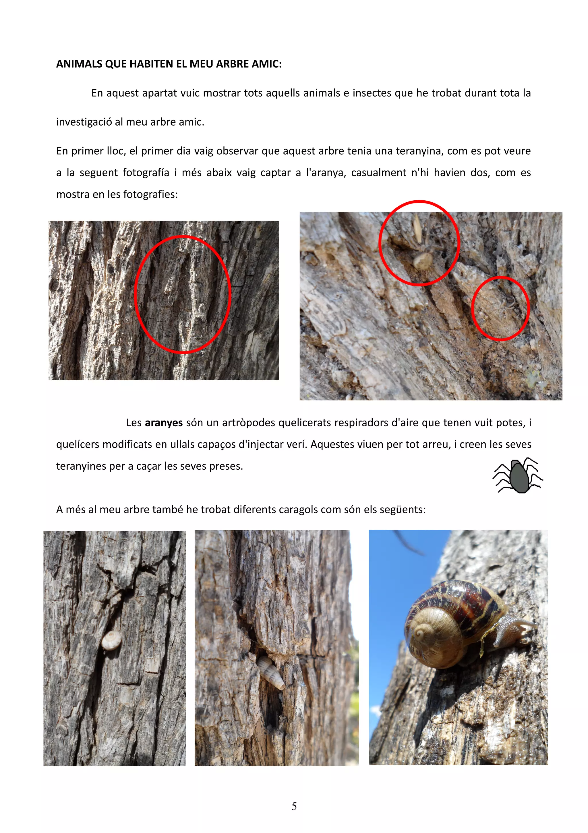 ANIMALS QUE HABITEN EL MEU ARBRE AMIC:

       En aquest apartat vuic mostrar tots aquells animals e insectes que he trobat durant tota la

investigació al meu arbre amic.

En primer lloc, el primer dia vaig observar que aquest arbre tenia una teranyina, com es pot veure
a la seguent fotografía i més abaix vaig captar a l'aranya, casualment n'hi havien dos, com es
mostra en les fotografies:




               Les aranyes són un artròpodes quelicerats respiradors d'aire que tenen vuit potes, i
quelícers modificats en ullals capaços d'injectar verí. Aquestes viuen per tot arreu, i creen les seves
teranyines per a caçar les seves preses.


A més al meu arbre també he trobat diferents caragols com són els següents:




                                                  5
 