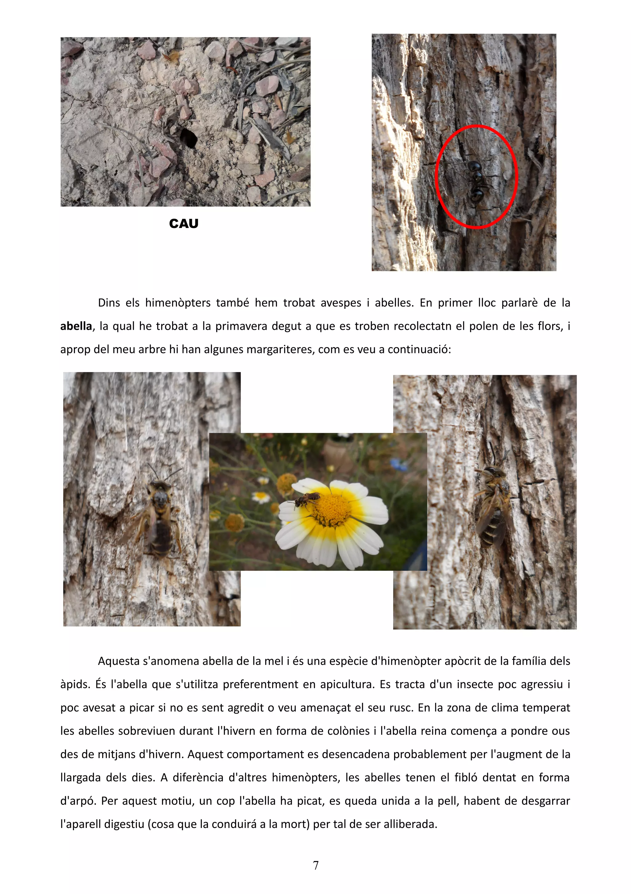 CAU




       Dins els himenòpters també hem trobat avespes i abelles. En primer lloc parlarè de la
abella, la qual he trobat a la primavera degut a que es troben recolectatn el polen de les flors, i
aprop del meu arbre hi han algunes margariteres, com es veu a continuació:




       Aquesta s'anomena abella de la mel i és una espècie d'himenòpter apòcrit de la família dels
àpids. És l'abella que s'utilitza preferentment en apicultura. Es tracta d'un insecte poc agressiu i
poc avesat a picar si no es sent agredit o veu amenaçat el seu rusc. En la zona de clima temperat
les abelles sobreviuen durant l'hivern en forma de colònies i l'abella reina comença a pondre ous
des de mitjans d'hivern. Aquest comportament es desencadena probablement per l'augment de la
llargada dels dies. A diferència d'altres himenòpters, les abelles tenen el fibló dentat en forma
d'arpó. Per aquest motiu, un cop l'abella ha picat, es queda unida a la pell, habent de desgarrar
l'aparell digestiu (cosa que la conduirá a la mort) per tal de ser alliberada.


                                                    7
 