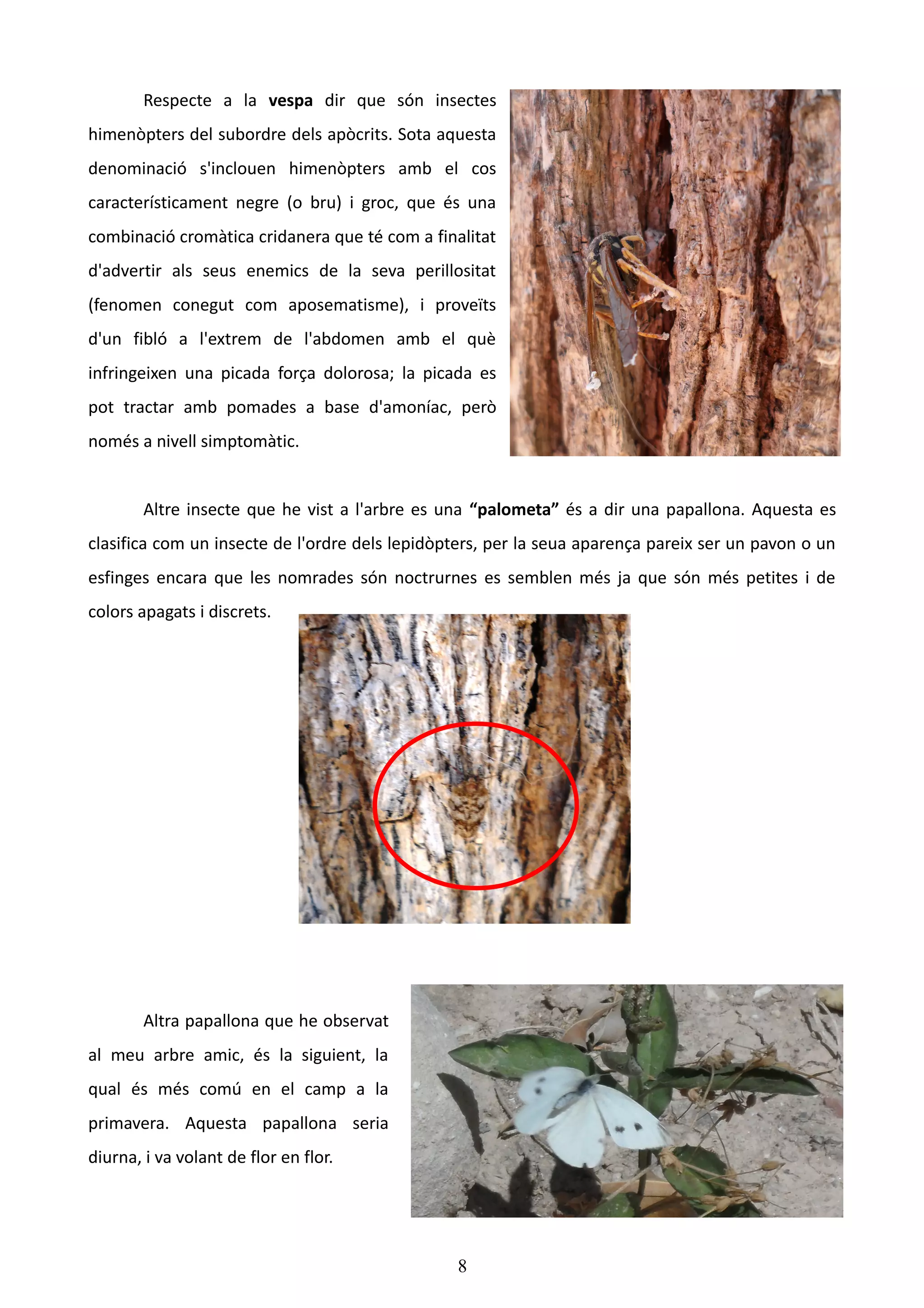 Respecte a la vespa dir que són insectes
himenòpters del subordre dels apòcrits. Sota aquesta
denominació s'inclouen himenòpters amb el cos
característicament negre (o bru) i groc, que és una
combinació cromàtica cridanera que té com a finalitat
d'advertir als seus enemics de la seva perillositat
(fenomen conegut com aposematisme), i proveïts
d'un fibló a l'extrem de l'abdomen amb el què
infringeixen una picada força dolorosa; la picada es
pot tractar amb pomades a base d'amoníac, però
només a nivell simptomàtic.


        Altre insecte que he vist a l'arbre es una “palometa” és a dir una papallona. Aquesta es
clasifica com un insecte de l'ordre dels lepidòpters, per la seua aparença pareix ser un pavon o un
esfinges encara que les nomrades són noctrurnes es semblen més ja que són més petites i de
colors apagats i discrets.




        Altra papallona que he observat
al meu arbre amic, és la siguient, la
qual és més comú en el camp a la
primavera. Aquesta papallona seria
diurna, i va volant de flor en flor.




                                                8
 